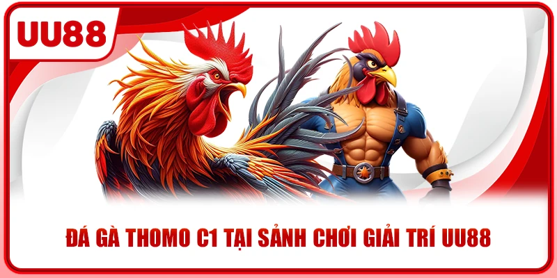 Đá gà thomo C1 tại sảnh chơi giải trí UU88 Đá gà thomo C1 tại sảnh chơi giải trí UU88